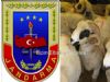 Jandarma, Hayvan Hrszln nlemek in Tedbirlerini Artrd