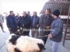 Paksoy, Hayvan Borsası ve Sebze Pazarını Gezdi